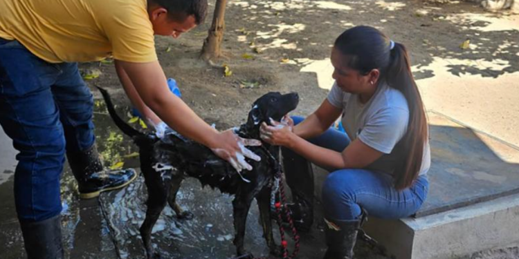 Corazones peludos en busca de un final feliz. / Foto: MAGA.