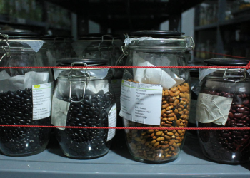 La clave de su funcionamiento radica en la recolección, limpieza y almacenamiento de semillas en ambientes controlados. / Foto: MAGA.