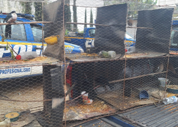 El tráfico de especies silvestres es una de las principales amenazas para la biodiversidad en Guatemala. / Foto: PNC