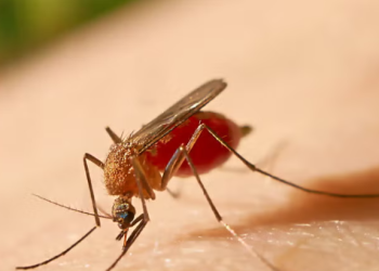 El Ministerio de Salud Pública y Asistencia Social compartió información sobre la fiebre amarilla. (Foto: OMS)