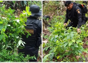 Erradicación de plantaciones en Izabal y Totonicapán