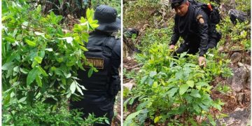 Erradicación de plantaciones en Izabal y Totonicapán