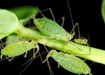 Demuestran que dar azúcar a las hormigas las hace depredar pulgones en invernaderos