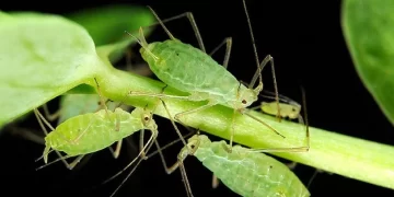 Demuestran que dar azúcar a las hormigas las hace depredar pulgones en invernaderos