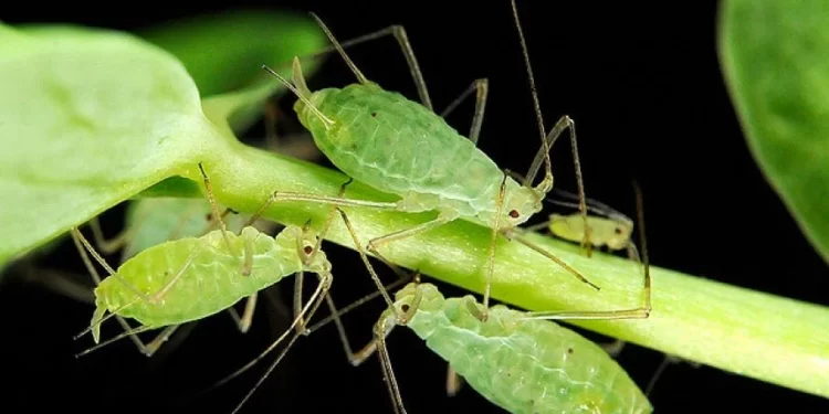 Demuestran que dar azúcar a las hormigas las hace depredar pulgones en invernaderos