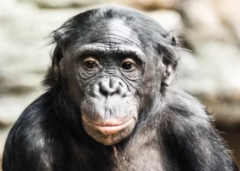 Estudio revela la capacidad de los bonobos de ayudar a los humanos. / Foto: Muy Interesante.