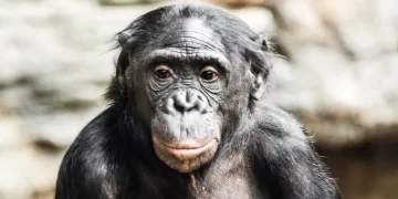 Estudio revela la capacidad de los bonobos de ayudar a los humanos. / Foto: Muy Interesante.