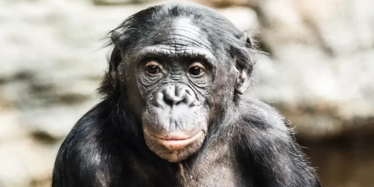 Estudio revela la capacidad de los bonobos de ayudar a los humanos. / Foto: Muy Interesante.