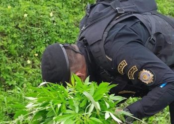 Erradicación de plantaciones ilícitas. / Foto: PNC