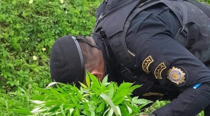Erradicación de plantaciones ilícitas. / Foto: PNC