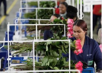 Colombia exporta este año mil millones de flores, industria que toma auge con motivo de San Valentín.