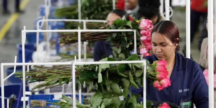 Colombia exporta este año mil millones de flores, industria que toma auge con motivo de San Valentín.