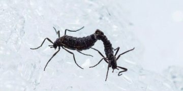Científicos descubren el mecanismo que utiliza el único insecto nativo de la Antártida para sobrevivir en ambiente extremo.