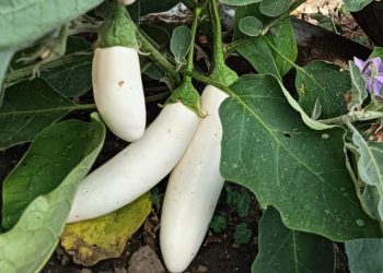 Impulsan el cultivo de berenjena blanca en el país. / Foto: MAGA.