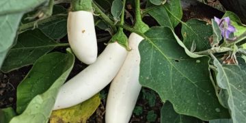 Impulsan el cultivo de berenjena blanca en el país. / Foto: MAGA.