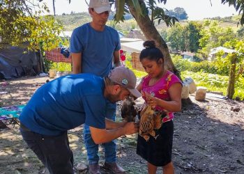 MAGA beneficia con jornada de vacunación de aves de traspatio a vecinos de Santa Ana, Petén. / Foto: MAGA.