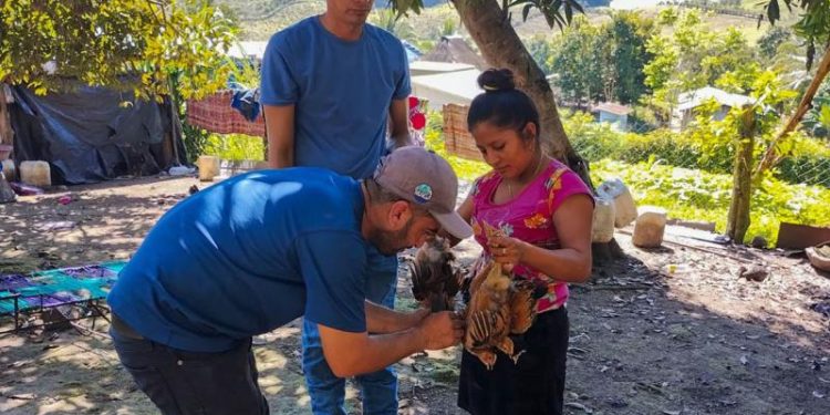 MAGA beneficia con jornada de vacunación de aves de traspatio a vecinos de Santa Ana, Petén. / Foto: MAGA.