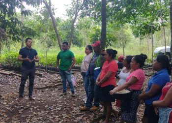 MAGA promueve cultivo de hongo ostra como alternativa de alimentación saludable. / Foto: MAGA.