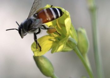 Plaguicidas afectan el ciclo de la biodiversidad, revela estudio reciente. / Foto: EFEVERDE.