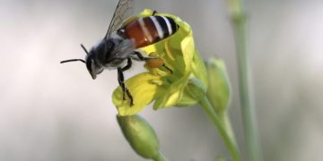 Plaguicidas afectan el ciclo de la biodiversidad, revela estudio reciente. / Foto: EFEVERDE.