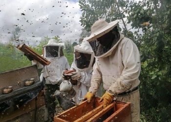 Producción apícola se fortalece en comunidades de Petén. / Foto: MAGA.