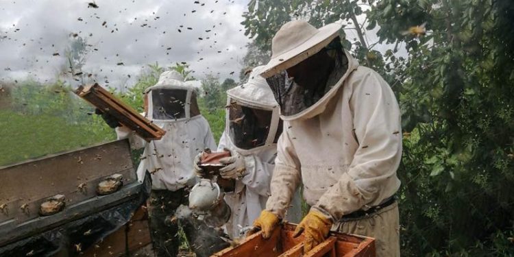 Producción apícola se fortalece en comunidades de Petén. / Foto: MAGA.