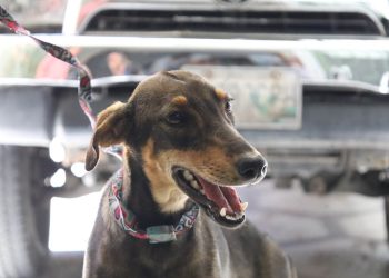 Rescatan perros en San Pedro Pinula, Jalapa. / Foto: MAGA.