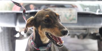 Rescatan perros en San Pedro Pinula, Jalapa. / Foto: MAGA.