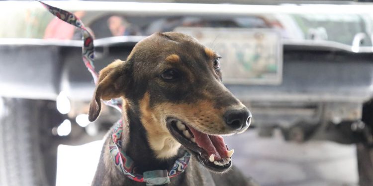 Rescatan perros en San Pedro Pinula, Jalapa. / Foto: MAGA.