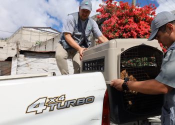 Unidad de Bienestar Animal rescató a un perro sometido a maltratos en la zona 18. / Foto: MAGA.