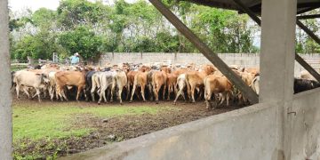 El MAGA, a través del VISAR, mantiene un constante monitoreo y vigilancia del gusano barrenador del ganado en el país. / Foto: MAGA