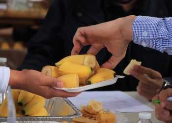 Esta variedad, desarrollada en la República de China (Taiwán), se caracteriza por su resistencia al hongo Fusarium R4T. / Foto: MAGA.