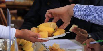 Esta variedad, desarrollada en la República de China (Taiwán), se caracteriza por su resistencia al hongo Fusarium R4T. / Foto: MAGA.