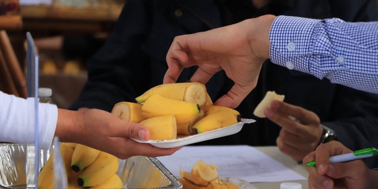 Esta variedad, desarrollada en la República de China (Taiwán), se caracteriza por su resistencia al hongo Fusarium R4T. / Foto: MAGA.