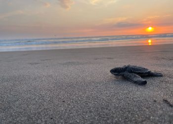 Vuelven a nacer tortugas baule en Guatemala, después de varios años. / Foto: Conap.