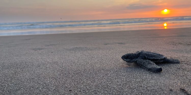 Vuelven a nacer tortugas baule en Guatemala, después de varios años. / Foto: Conap.