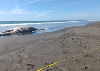CONAP coordinó esfuerzos para retirar el cetáceo de la playa. (Foto: CONAP)