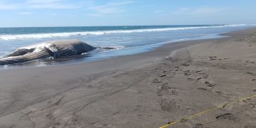 CONAP coordinó esfuerzos para retirar el cetáceo de la playa. (Foto: CONAP)