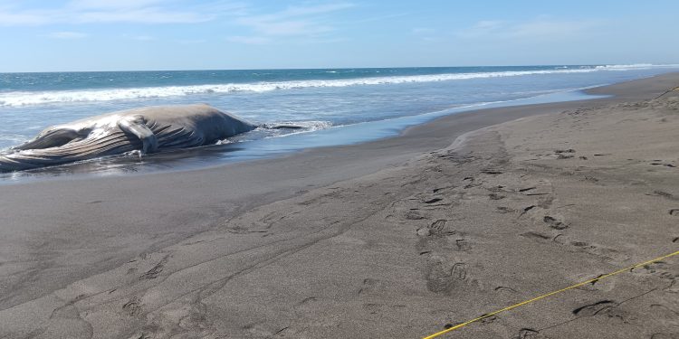 CONAP coordinó esfuerzos para retirar el cetáceo de la playa. (Foto: CONAP)