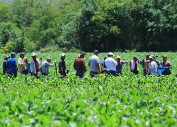 Este modelo participativo ha demostrado ser una solución efectiva para mejorar las prácticas agrícolas. / Foto: MAGA