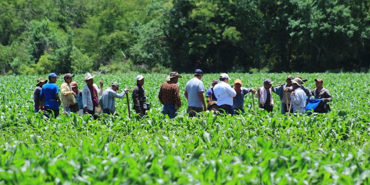 Este modelo participativo ha demostrado ser una solución efectiva para mejorar las prácticas agrícolas. / Foto: MAGA