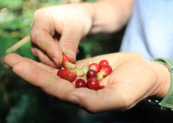 El café guatemalteco se distingue por la calidad de su grano, la cual es garantizada por un meticuloso proceso de recolección manual. / Foto: MAGA