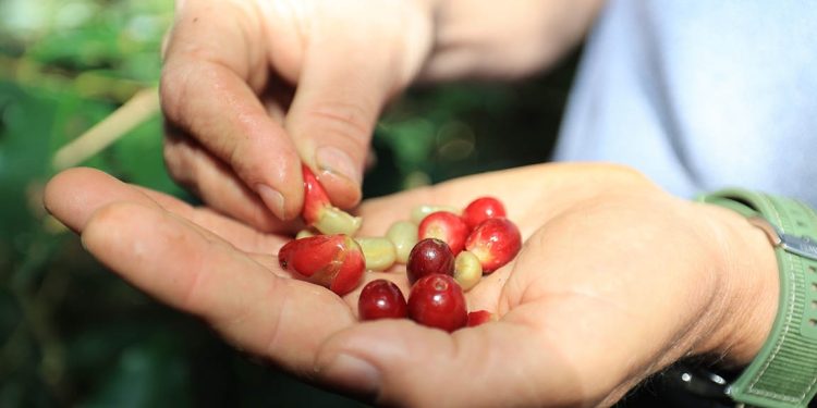 El café guatemalteco se distingue por la calidad de su grano, la cual es garantizada por un meticuloso proceso de recolección manual. / Foto: MAGA