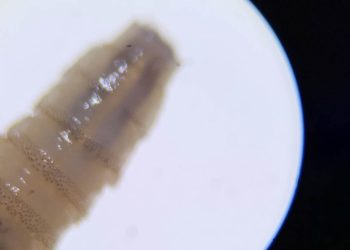 El gusano barrenador del ganado es una larva de mosca que se alimenta del tejido vivo de los animales de sangre caliente. / Foto: MAGA.