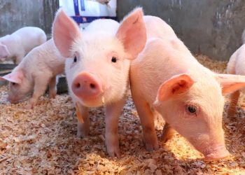 El MAGA reitera su compromiso con la producción de alimentos sanos y seguros, con la búsqueda de la certificación de país libre de peste porcina clásica. / Foto: MAGA.