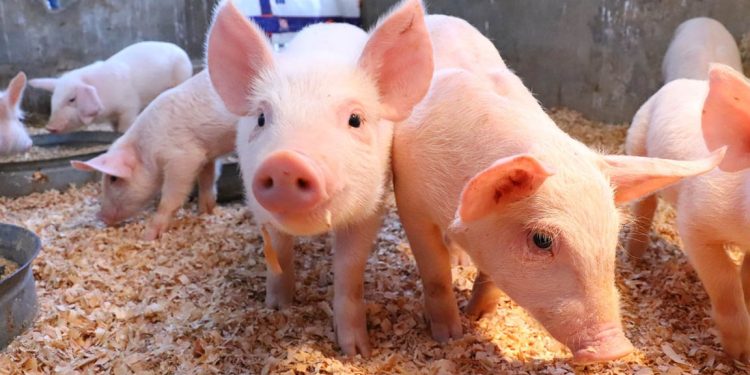 El MAGA reitera su compromiso con la producción de alimentos sanos y seguros, con la búsqueda de la certificación de país libre de peste porcina clásica. / Foto: MAGA.