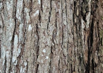 El árbol de caoba y su conservación a través de incentivos forestales en Petén