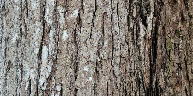 El árbol de caoba y su conservación a través de incentivos forestales en Petén