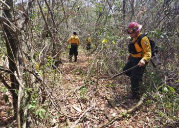 Instan a reforzar esfuerzos contra incendios forestales en Petén