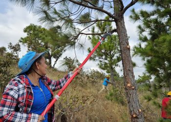 Impulsan manejo silvicultural en el área protegida Cerro de la Bandera